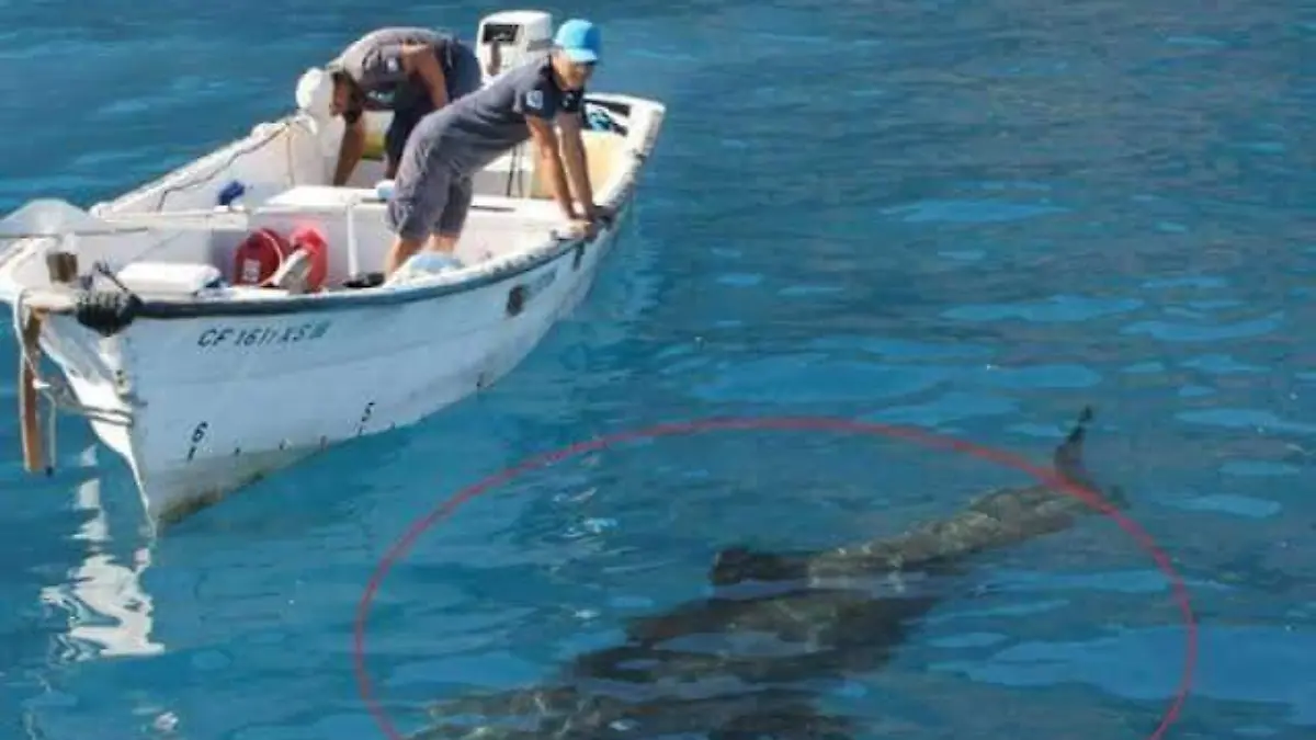 Tiburón mata pescador